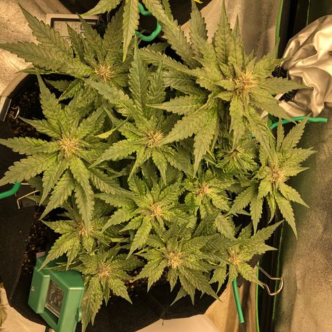 Number 1 growlog timeline photo