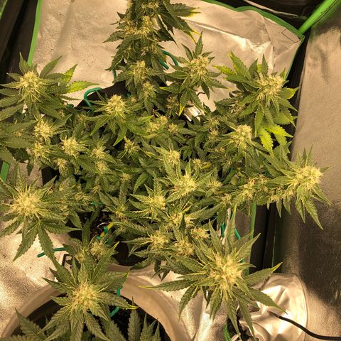 Number 3  growlog timeline photo