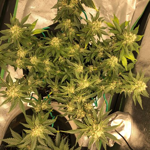 Number 3  growlog timeline photo
