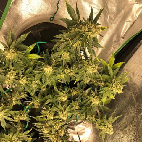Number 3  growlog timeline photo