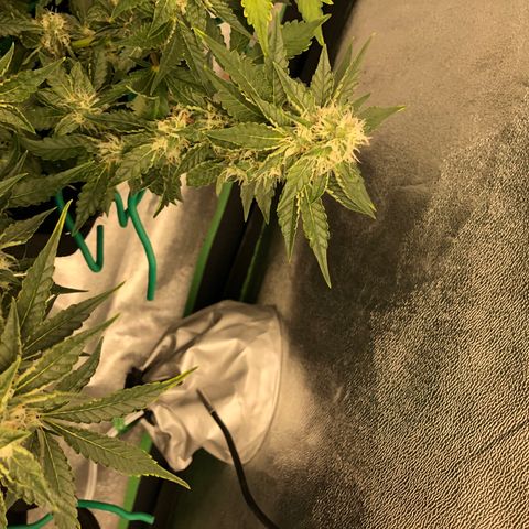 Number 3  growlog timeline photo