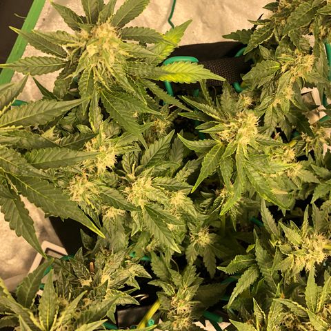Number 3  growlog timeline photo