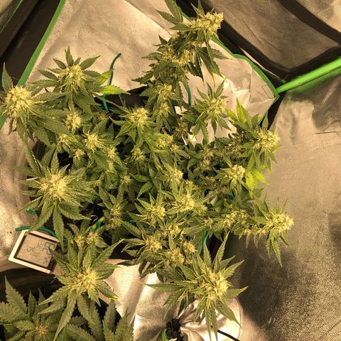 Number 3  growlog timeline photo