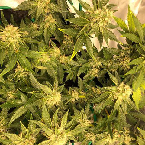 Number 3  growlog timeline photo
