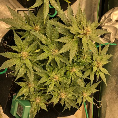 Number 1 growlog timeline photo