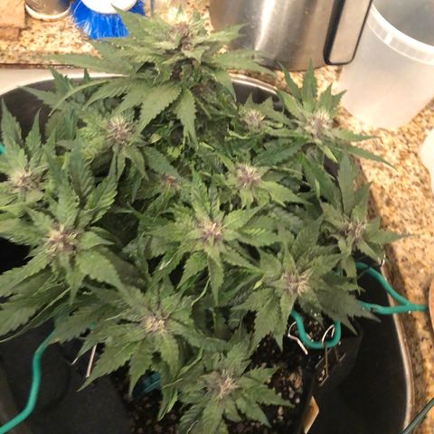 Number 1 growlog timeline photo