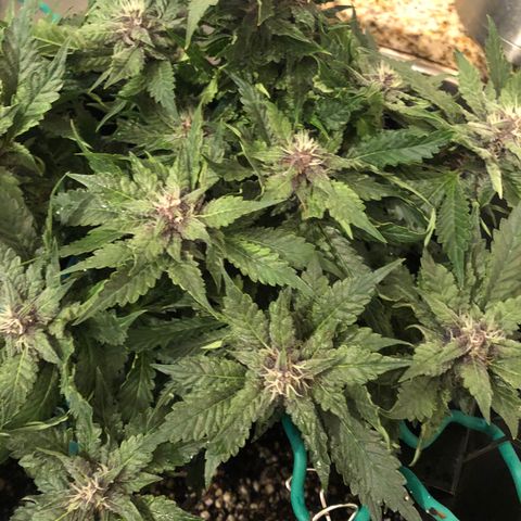 Number 1 growlog timeline photo