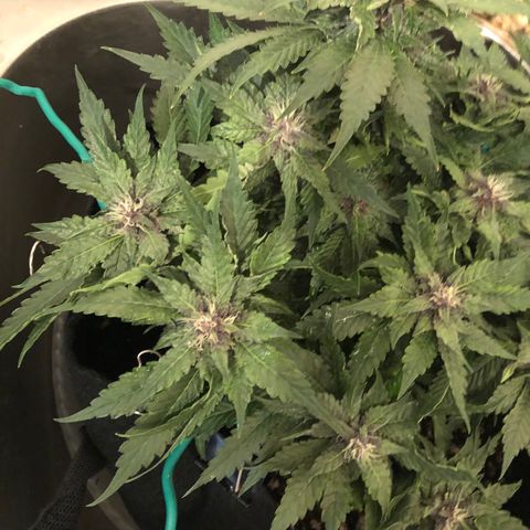 Number 1 growlog timeline photo
