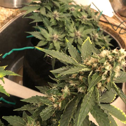 Number 3  growlog timeline photo