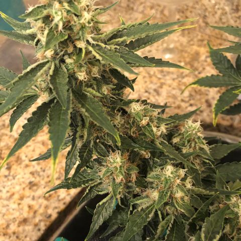 Number 3  growlog timeline photo