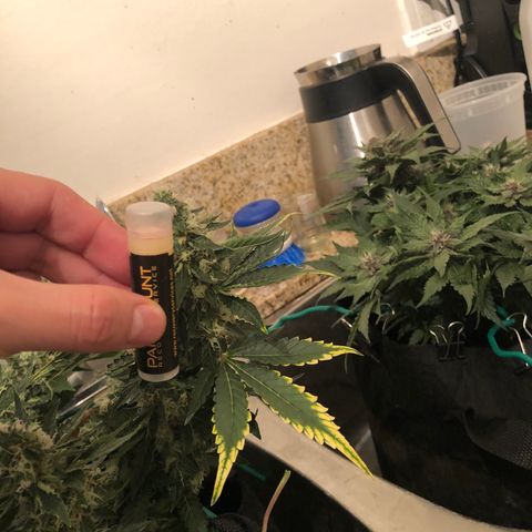 Number 3  growlog timeline photo