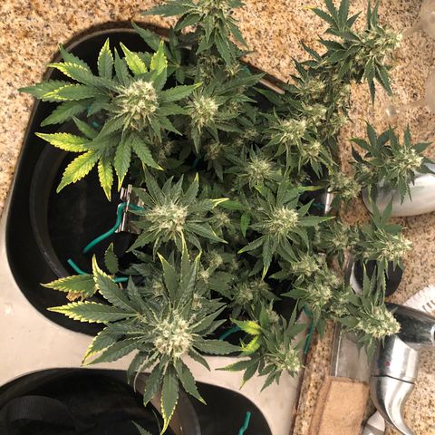 Number 3  growlog timeline photo