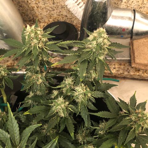 Number 3  growlog timeline photo