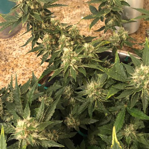Number 3  growlog timeline photo