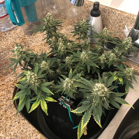 Number 3  growlog timeline photo
