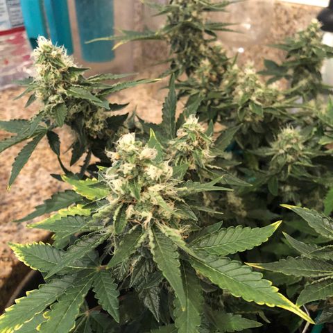 Number 3  growlog timeline photo