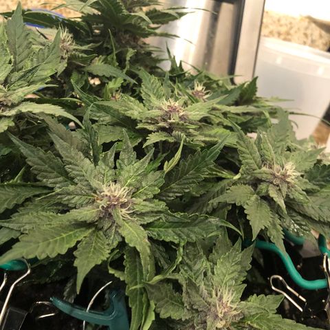 Number 1 growlog timeline photo