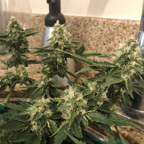 Number 3  growlog timeline photo