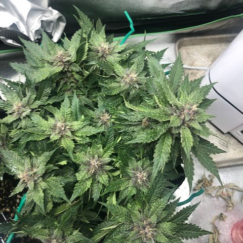 Number 1 growlog timeline photo