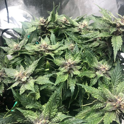 Number 1 growlog timeline photo