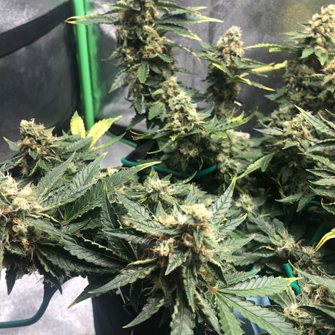 Number 3  growlog timeline photo