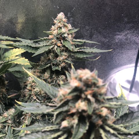 Number 3  growlog timeline photo