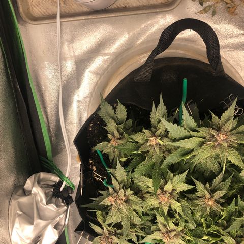 Number 1 growlog timeline photo