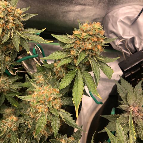 Number 3  growlog timeline photo