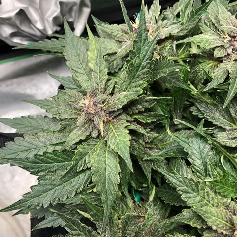 Number 1 growlog timeline photo