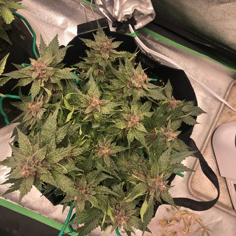 Number 1 growlog timeline photo