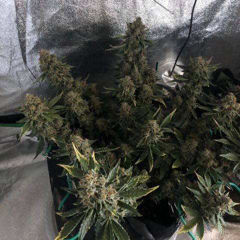 Number 3  growlog timeline photo