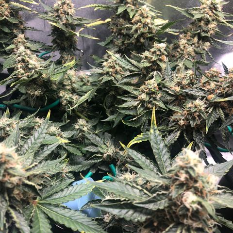 Number 3  growlog timeline photo