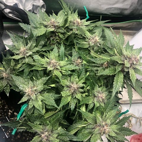 Number 1 growlog timeline photo
