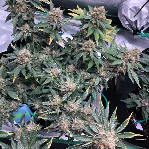 Number 3  growlog timeline photo