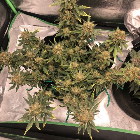 Number 3  growlog timeline photo