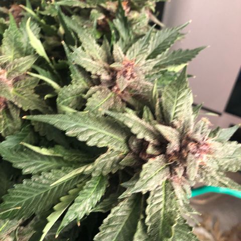 Number 1 growlog timeline photo