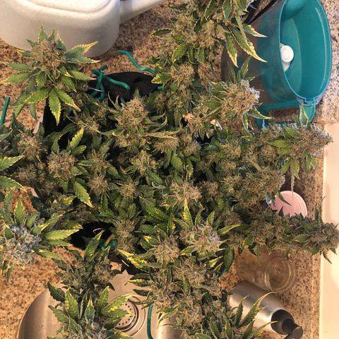 Number 3  growlog timeline photo