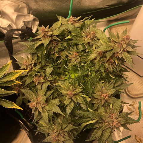 Number 1 growlog timeline photo