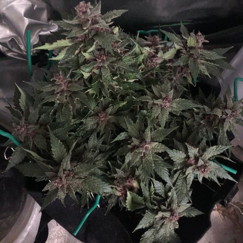 Number 1 growlog timeline photo