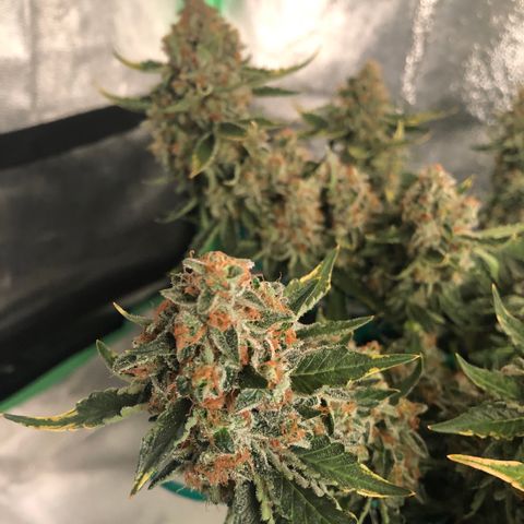 Number 3  growlog timeline photo