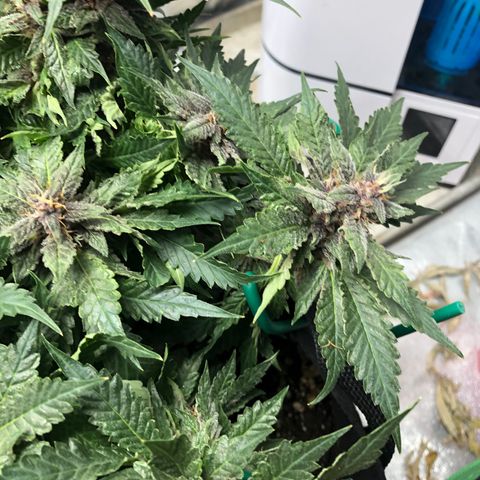 Number 1 growlog timeline photo