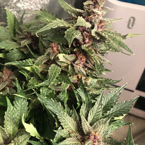 Number 1 growlog timeline photo