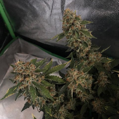 Number 3  growlog timeline photo