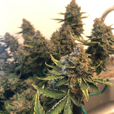 Number 3  growlog timeline photo
