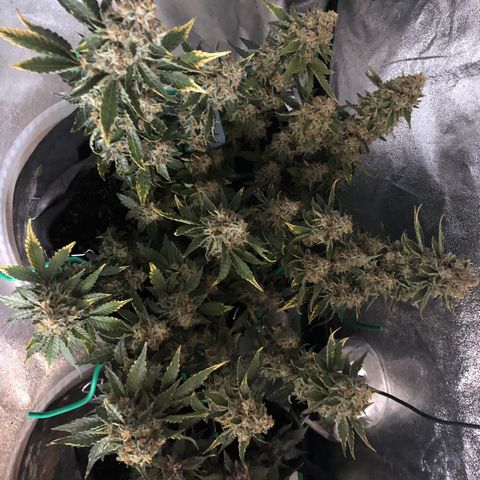 Number 3  growlog timeline photo