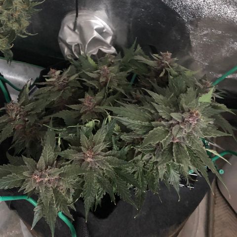 Number 1 growlog timeline photo