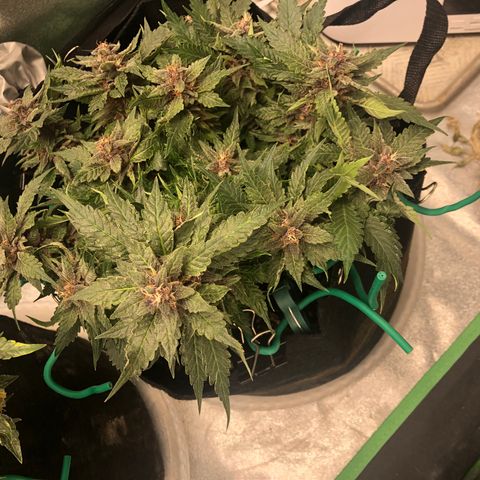 Number 1 growlog timeline photo