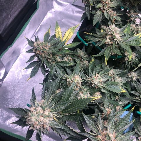 Number 3  growlog timeline photo