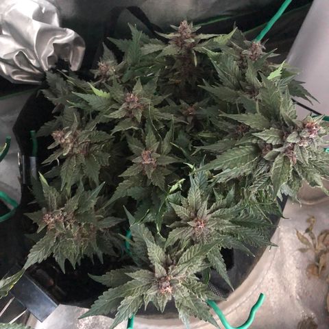 Number 1 growlog timeline photo