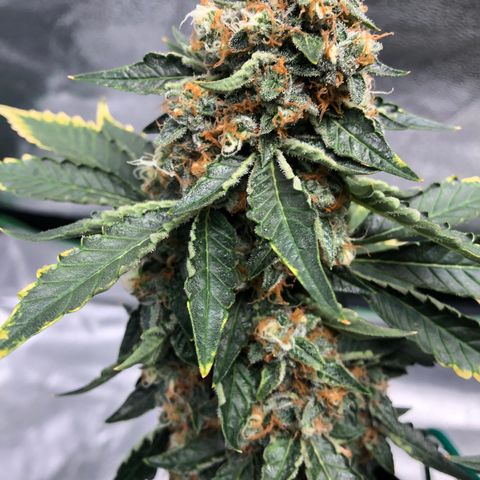 Number 3  growlog timeline photo